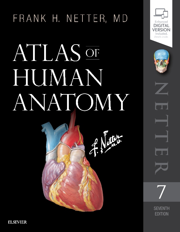 human anatomy atlas 7.4.01